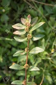 Image result for Euphorbia hirta