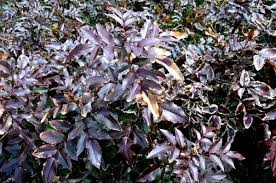 Image result for Croton macrostachyus