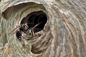 But you may find yourself getting stung in the process. Pest Control Fast Orderly Removal Of A Wasp Nest From Our Fence Networx
