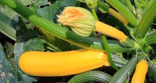 Zucchini Tricks Fur Eine Reiche Ernte Mein Schoner Garten Garten Garten Pflanzen Garten Hochbeet