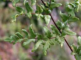 Image result for Cheilanthes viridis