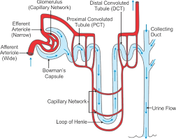 Explain The Sturucture Of Nephron With Diagram Biology