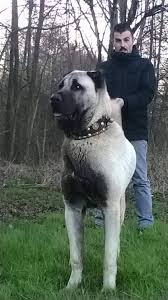 Pin On Kangal
