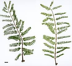 Image result for Erythrostemon