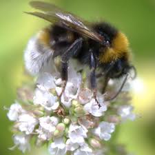 Oregano Hummeln Wildblumenwiese Bienen