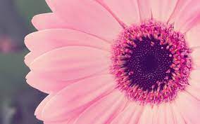 It's available on many resolutions including desktop pc, mac, laptop and mobile devices (iphone and android) as well as the original resolution. 50 Cute Pink Wallpapers For Laptops On Wallpapersafari