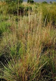 Image result for Trachypogon