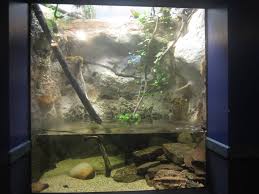 Newport Aquarium Nov 2013 Mata Mata Turtle Exhibit Newport Aquarium Aquarium Vivarium