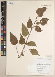 Image result for Alchornea hirtella