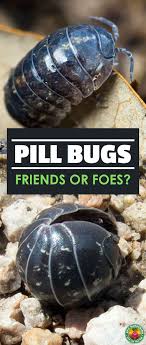 It does not harm earthworms, but does harm some beneficial insects like nematodes. Whether You Call Them Roly Poly Bugs Or Pill Bugs These Little Critters Are Nature S Garbage Disposal But Garden Pests Garden Pest Control Organic Pesticide