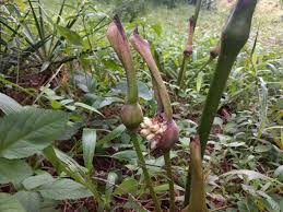 Image result for Gonatopus