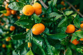 Image result for Citrus reticulata