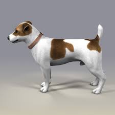 Jack L Terrier Fur 3d Model Terrier Jack Russell Terrier 3d Model