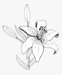 Über 7 millionen englischsprachige bücher. Lily Linedrawing Tiger Lily Line Drawing Hd Png Download Transparent Png Image Pngitem