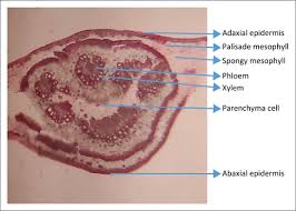 Image result for Isoberlinia tomentosa