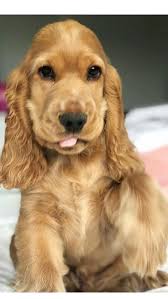 Golden Cocker Spaniel Puppy Sevimli Kopek Yavrulari Yavru Kopek Kopek