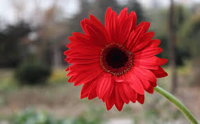 Check spelling or type a new query. Top Choices You Can Look Up To When Buying Bulk Flowers Online