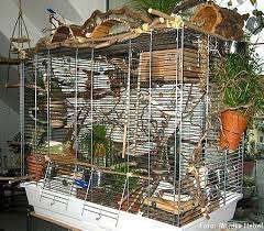 Ob schaukeln oder auf dem ast sitzen und die umgebung beobachten: Wellensittich Kafig Einrichten Google Search Wellensittich Kafig Wellensittich Sittich