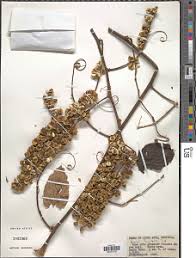 Image result for Gouania longispicata