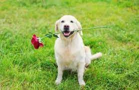 Apr 29, 2021 · it is very rare for dogs to become sick or hurt from consuming roses. My Dog Ate Rose Petals Will He Get Sick Our Fit Pets
