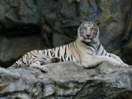Want to discover art related to whitetiger? Madhya Pradesh World S First White Tiger Safari Opens In Madhya Pradesh Times Of India Travel