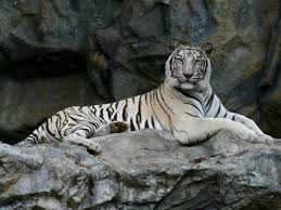 The white tiger (belyy tigr) is a 2012 world war ii film directed by karen shakhnazarov. Madhya Pradesh World S First White Tiger Safari Opens In Madhya Pradesh Times Of India Travel