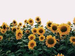 Pin By Khadijah Amatur Raheem On Floral Plants Sunflower Fields Plants Love Flowers