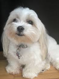 How much are morkie puppies for sale? Morkie Puppies For Adoption In Florida Bmo Show