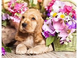 Холст с красками 30х40 см. по номерам (20 цв.) Английский кокер-спаниель у  цветов ( Арт. ХК-6614) купить на самой большой базе игрушек в Воронеже за  549.50 руб., код 10244998