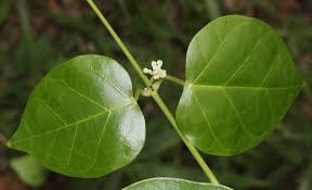 Image result for Marsdenia