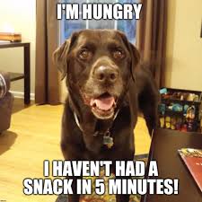 Chuckie The Chocolate Lab Lab Dogs Dog Memes Funny Dog Memes