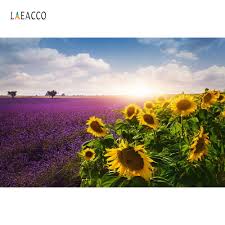 Bunga matahari (helianthus annuus l.) merupakan salah satu jenis bunga yang banyak diketahui oleh banyak orang. Laeacco Matahari Terbit Lavender Bidang Bunga Matahari Indah Fotografi Latar Belakang Vinyl Latar Belakang Kustom Latar Belakang Foto Untuk Foto Studio Backgrounds For Photo Studio Photo Backgroundbackground For Photo Aliexpress
