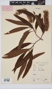 Image result for Faurea saligna