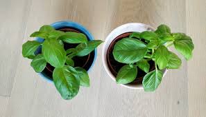 Check spelling or type a new query. How To Propagate Basil From Cuttings Or Seeds With Pictures Smart Garden Guide