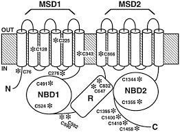 منظم موصلية التليف الكيسي عبر الغشاء (ar); Covalent Modification Of The Regulatory Domain Irreversibly Stimulates Cystic Fibrosis Transmembrane Conductance Regulator Journal Of Biological Chemistry