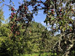 Thank you for visiting underplanting fruit trees australia, we hope you can find what you need here. Chloe Lewis On Twitter The Old Orchard At Cotehele Nationaltrust Cornwall Britain Aged Fruit Trees Festooned With Lichen Mistletoe Underplanted With Native Grasses Perfect Habitat For Butterfly Moth