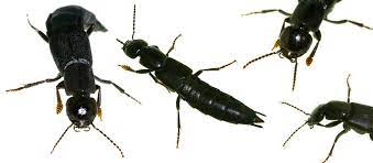 It also emits a foul smelling odor. File Devil S Coach Horse Beetle Jpg Wikipedia