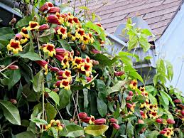 Image result for Bignonia capreolata