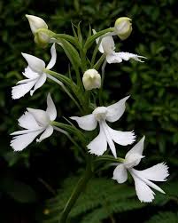 Image result for Habenaria