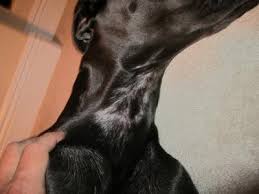 Dogs lose fur when the individual hairs become old or damaged, or seasonally when the weather turns warm. Patchy Dog Hair Loss On The Anterior Neck Organic Pet Digest