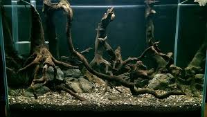 Kue yang biasanya berbentuk bulat mini ini memiliki isian selai nanas yang khas. Biotope Aquarium Hewan