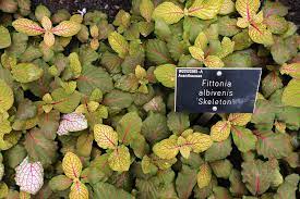 Index of latin names (latin to common). Episode 81 Botanical Latin Explained Jane Perrone