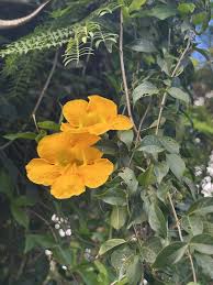 Image result for Dolichandra unguis-cati