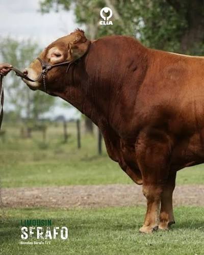 🐂 Sefaro – Limousin 🧬 Líder en facilidad de parto dentro de la raza Sefaro encabeza el sumario de Padres Limousin 2024 como líder absoluto en bajo peso al nacer, convirtiéndose en