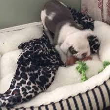 English bulldog puppies for sale in texas under 1000. Choosing The Perfect English Bulldog Puppy The Complete Guide Dbldkr