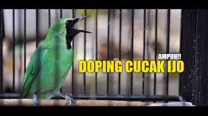 Cucak jenggot gacor cucak ijo tembakan kasar tembakan cucak ijo pancingan cucak ijo biar emosi pancingan cak ijo bongkar isian cucak ijo ngentrok. Doping Apa Yang Paling Ampuh Buat Cucak Ijo Youtube