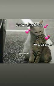 Tumblrxd Frases Perronas Frases Bonitas Frases Cursis