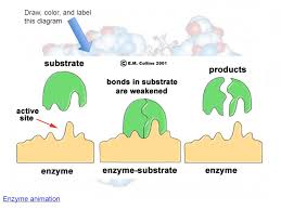 Add 4 drops of brown iodine solution to each of the labeled wells. Enzymes Sub Under Below Word That Start With Sub Picturesentence Ppt Download