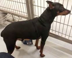 This particular breed of dog is extremely popular and is gaining in popularity every day. Romeo Miniature Pinscher Dog For Adoption In Mason City Iowa Dog Adoption Rescue Dogs For Adoption Miniature Pinscher
