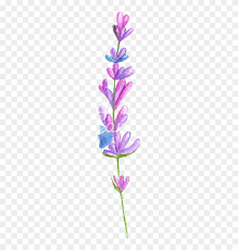 Think about what lavender looks like or use these pictures from my small patch of lavender as a draw your lavender bouquet in pencil first. Hand Drawing Of Watercolor Pencil Lavender Blue Flowers Drawing Free Transparent Png Clipart Images Download